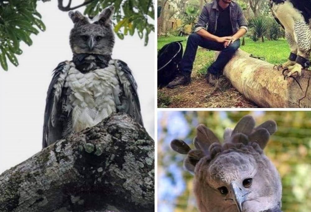 L’Aquila Arpia: un uccello così grande da somigliare ad una persona in cosplay!