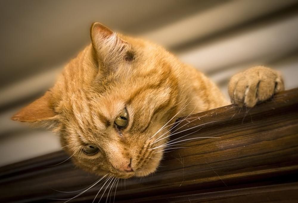 Il gatto: 10.000 anni di misteri