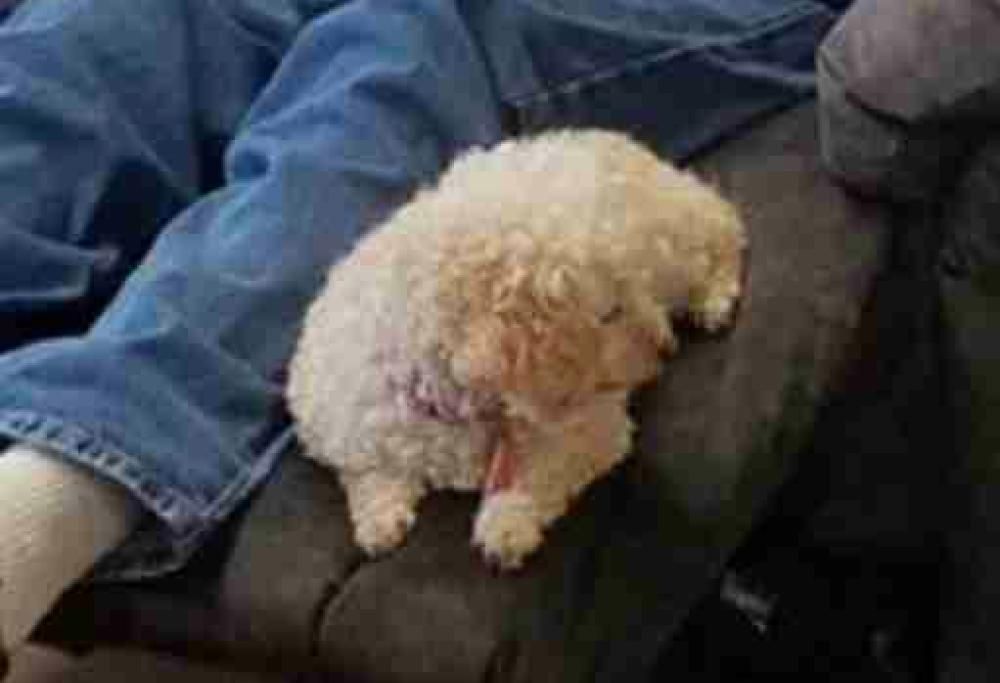 Nonnino porta con se il cane per acquistare una poltrona che vada bene per entrambi!