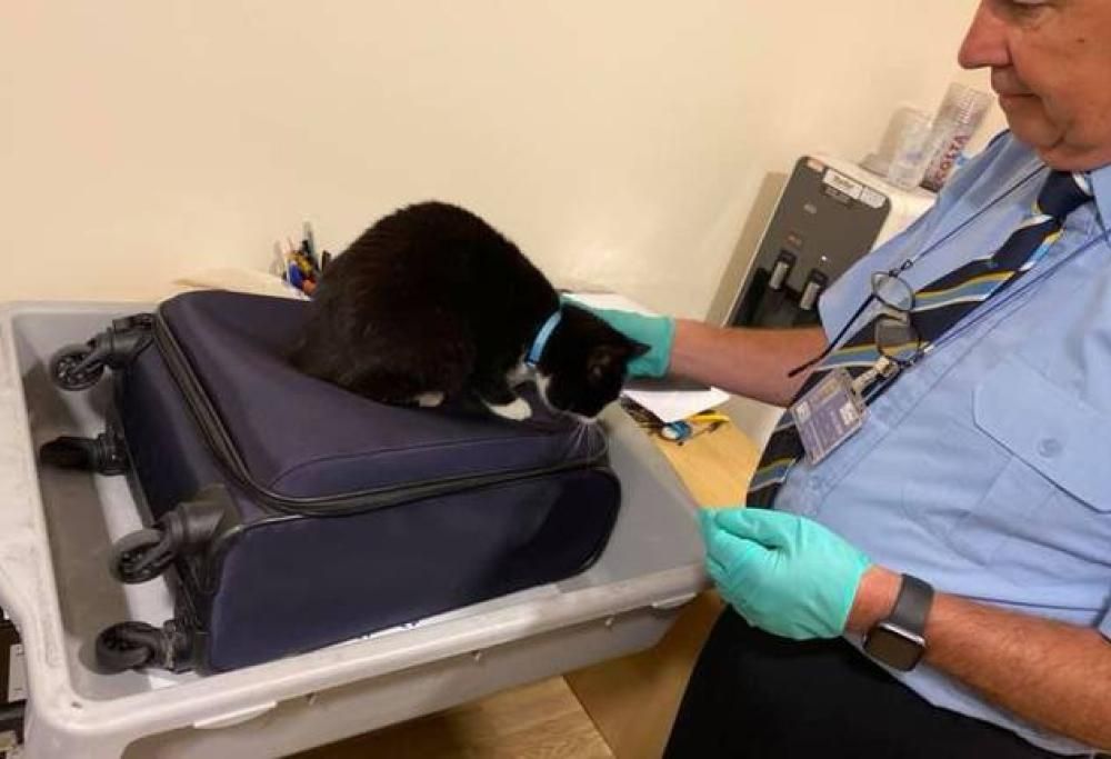 Coppia fermata all’aeroporto dopo aver accidentalmente messo il gatto dentro il bagaglio a mano!