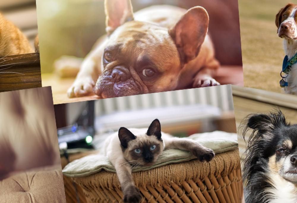 Pelozoo – Il mondo dedicato ai nostri amici animali!