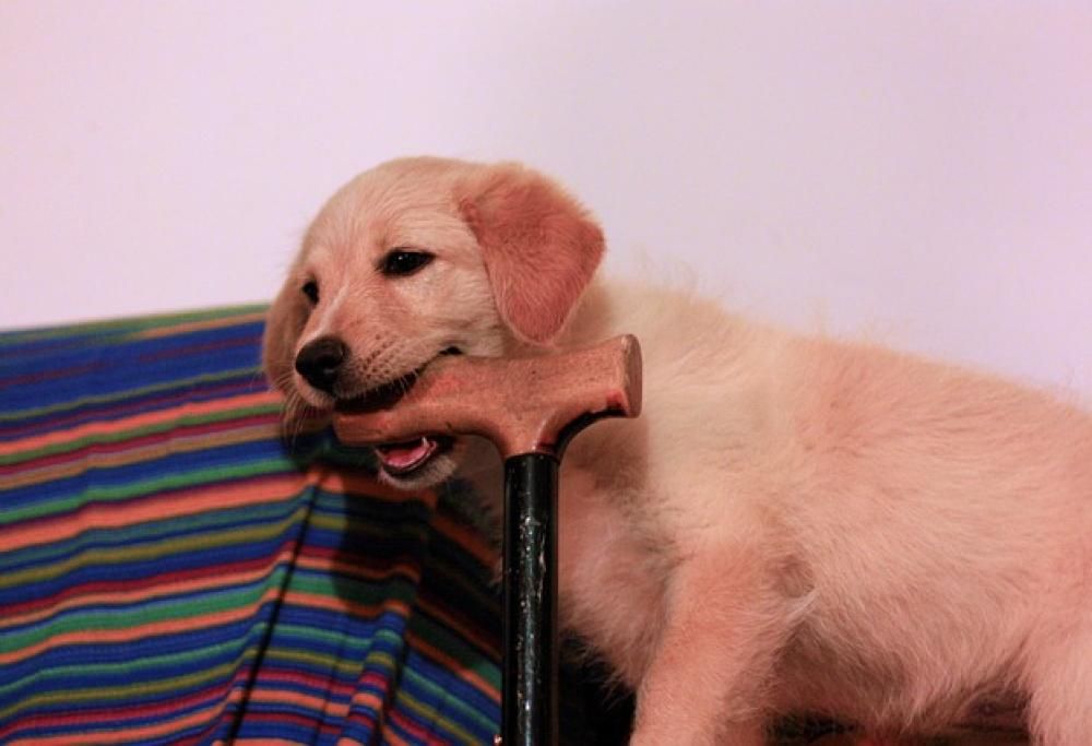 Il distruttore seriale