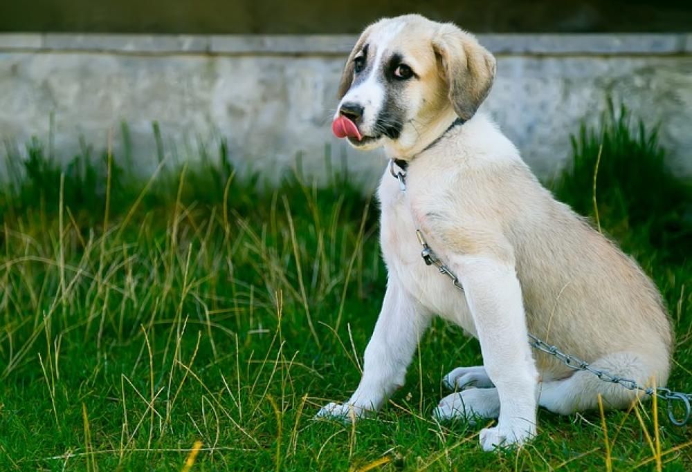 La displasia dell’anca: paurissima!