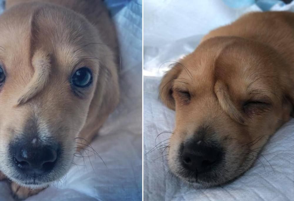 Il cane unicorno esiste (e lo hanno abbandonato): ha una mini coda in fronte ed è dolcissimo