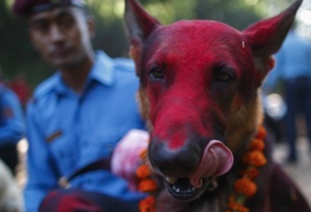 C’è chi i cani li abbandona, ma c’è anche chi dedica loro una cerimonia speciale