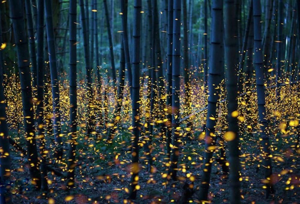 Lucciole nei boschi del Giappone: che spettacolo!