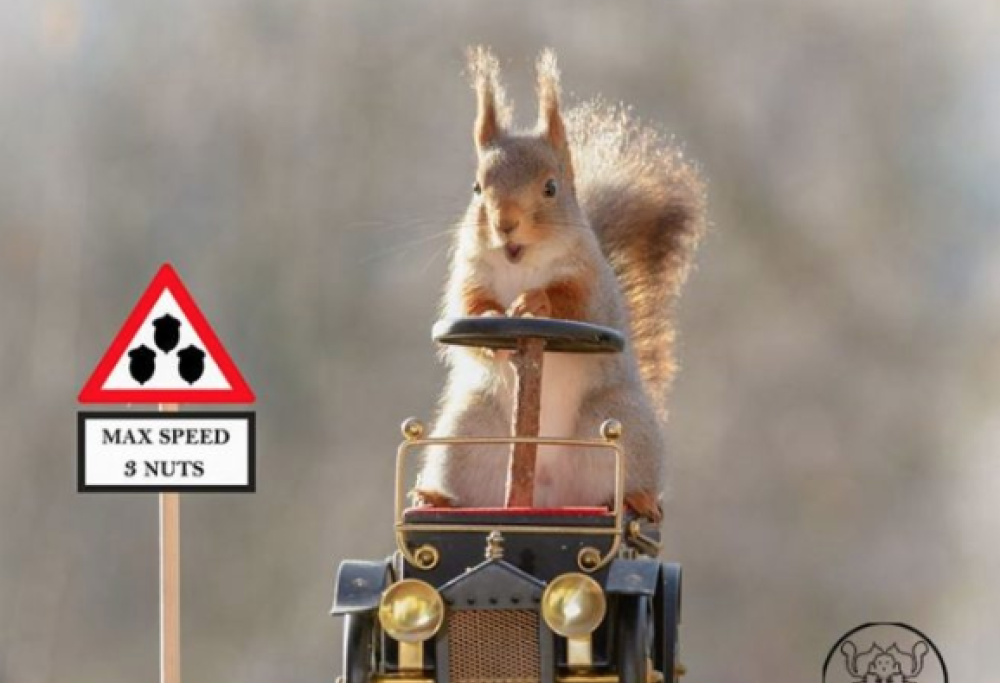 La storia del fotografo degli scoiattoli: ecco 10 immagini incredibili