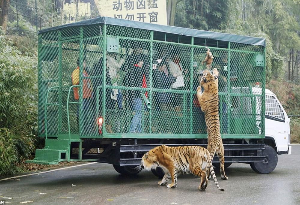 Lo zoo al contrario, dove in gabbia ci sono solo persone!