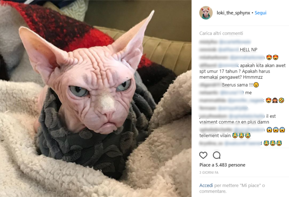 Lui è Loki ed è il gatto più arrabbiato del mondo