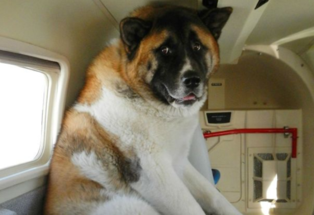 10 esilaranti immagini di animali che viaggiano in aereo