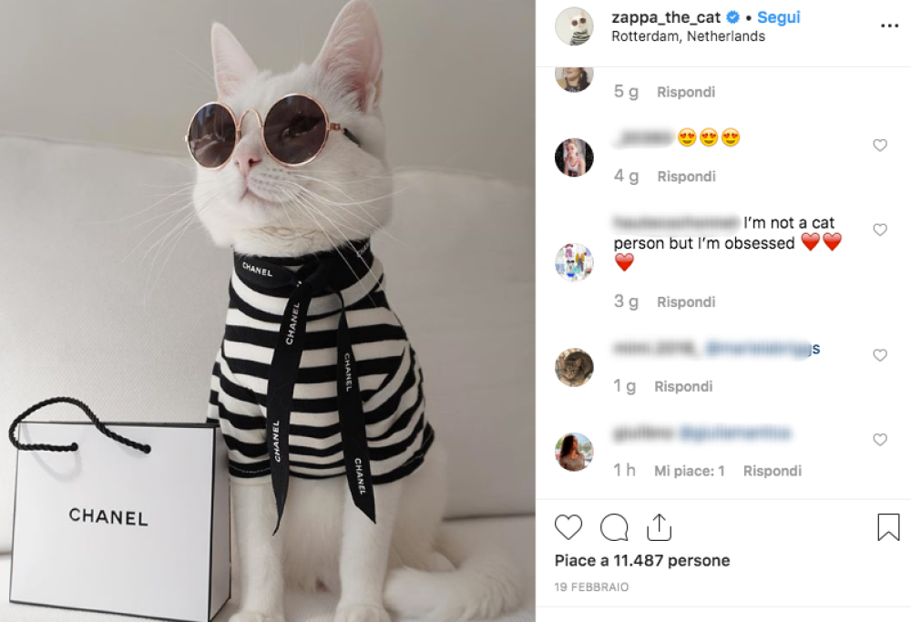 Il gatto influencer con 117mila follower… e Chiara Ferragni trema