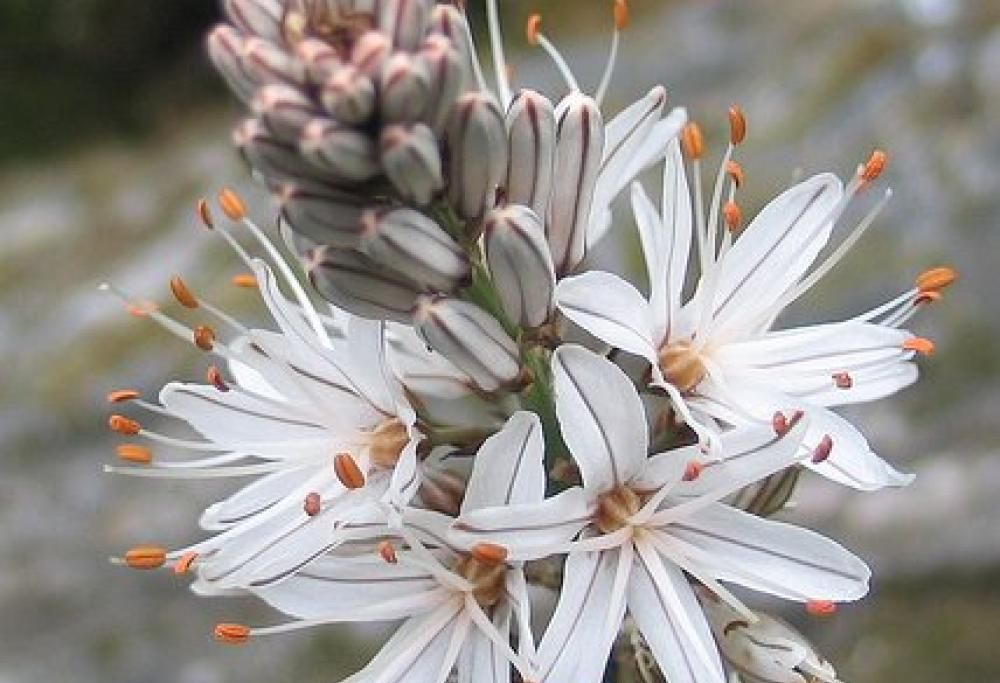 Fiori? Sì, ma regala quelli giusti in base a cosa devi farti perdonare!