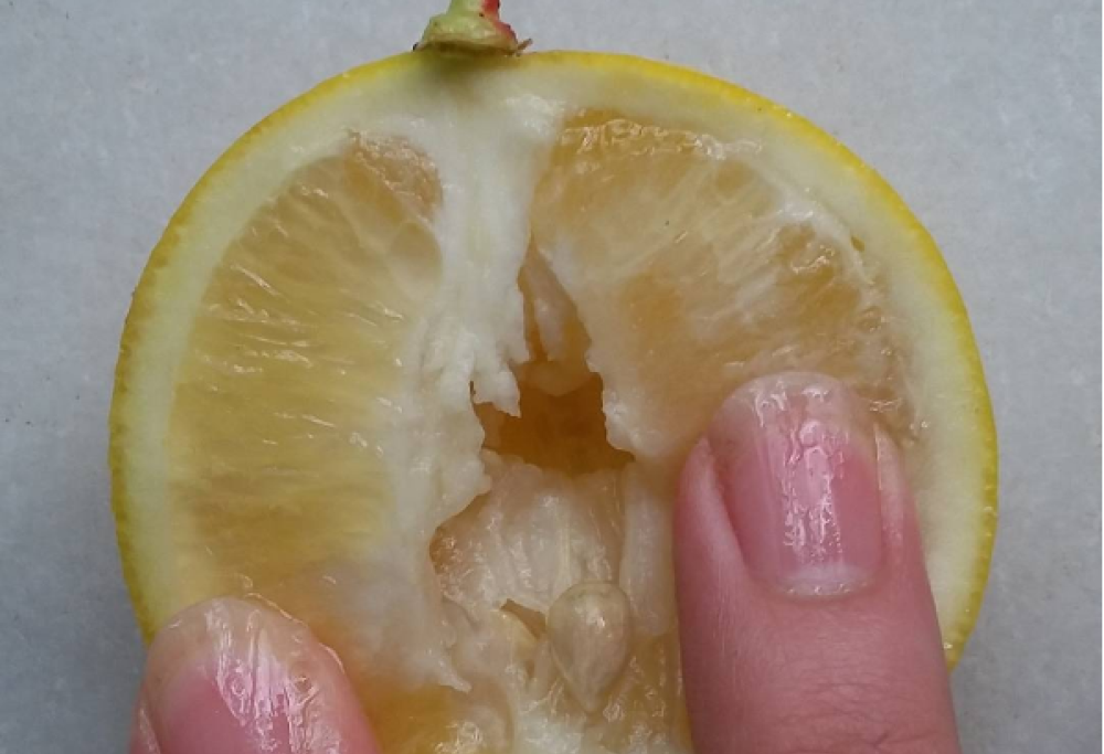 La frutta osè che non piace a Instagram