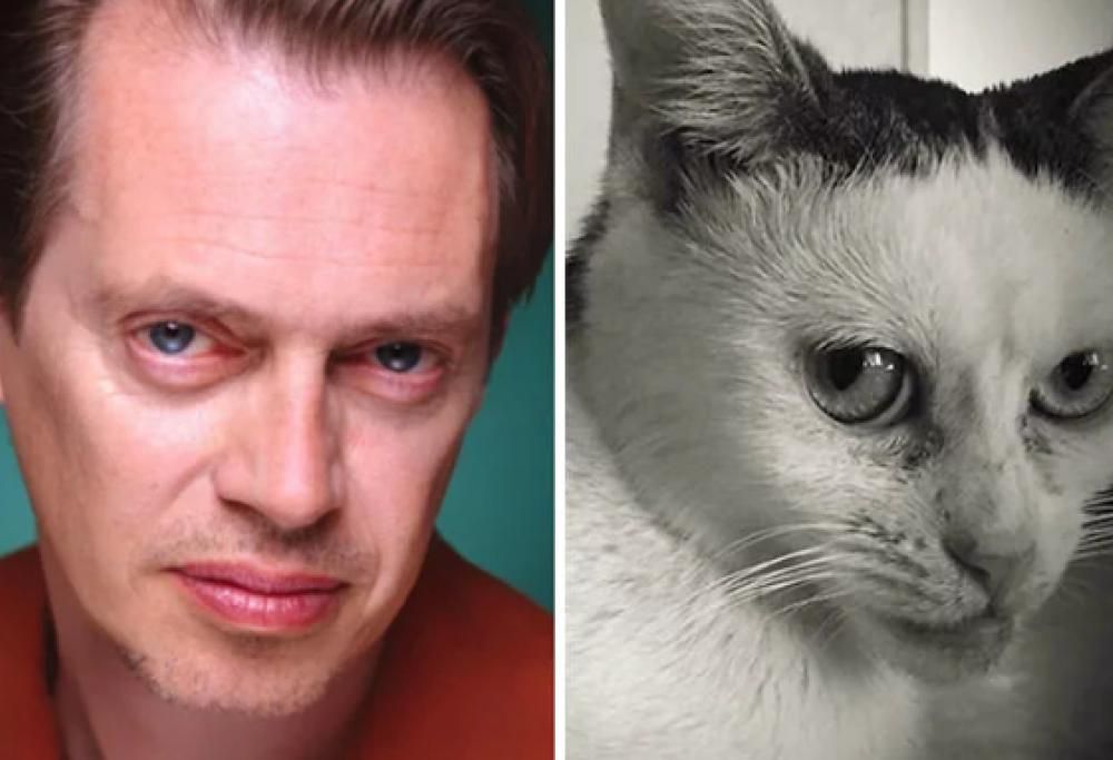 Adotta un gatto e si accorge che è identico a Steve Buscemi: ecco i meme che spopolano in rete