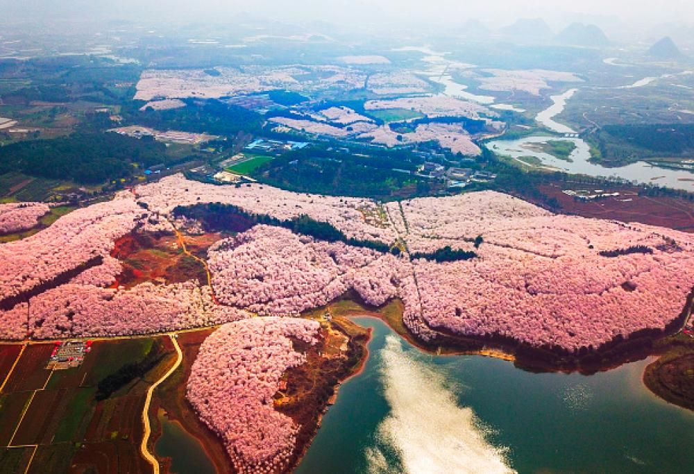 L’incredibile spettacolo dei ciliegi in fiore in Cina