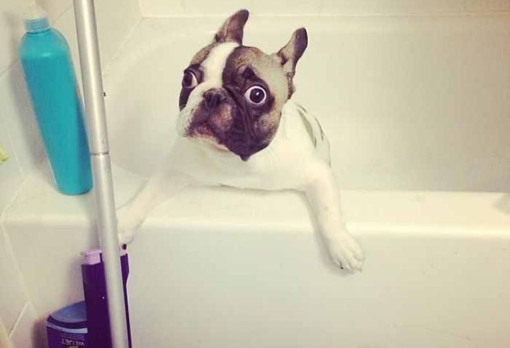 Il vero incubo degli animali è il bagno!