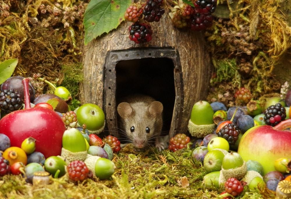 Costruisce in giardino un villaggio in miniatura per i topi: ecco le foto dolcissime