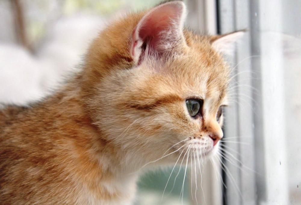 Bambino di 5 anni lancia il suo gattino dal balcone uccidendolo. Sui social scoppia la polemica