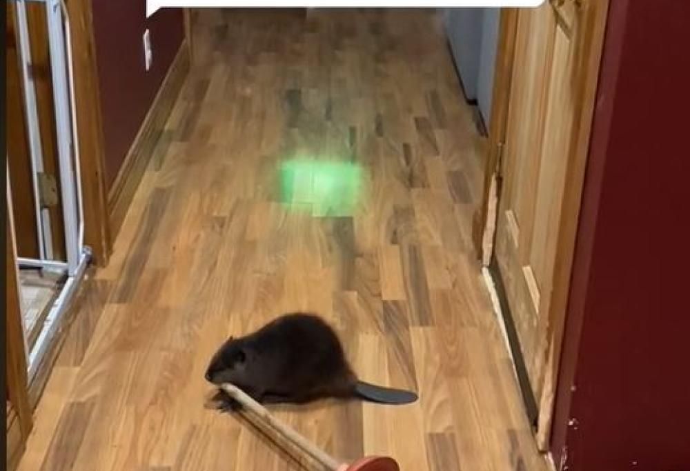 Avete mai visto un castoro costruire dighe … in casa?