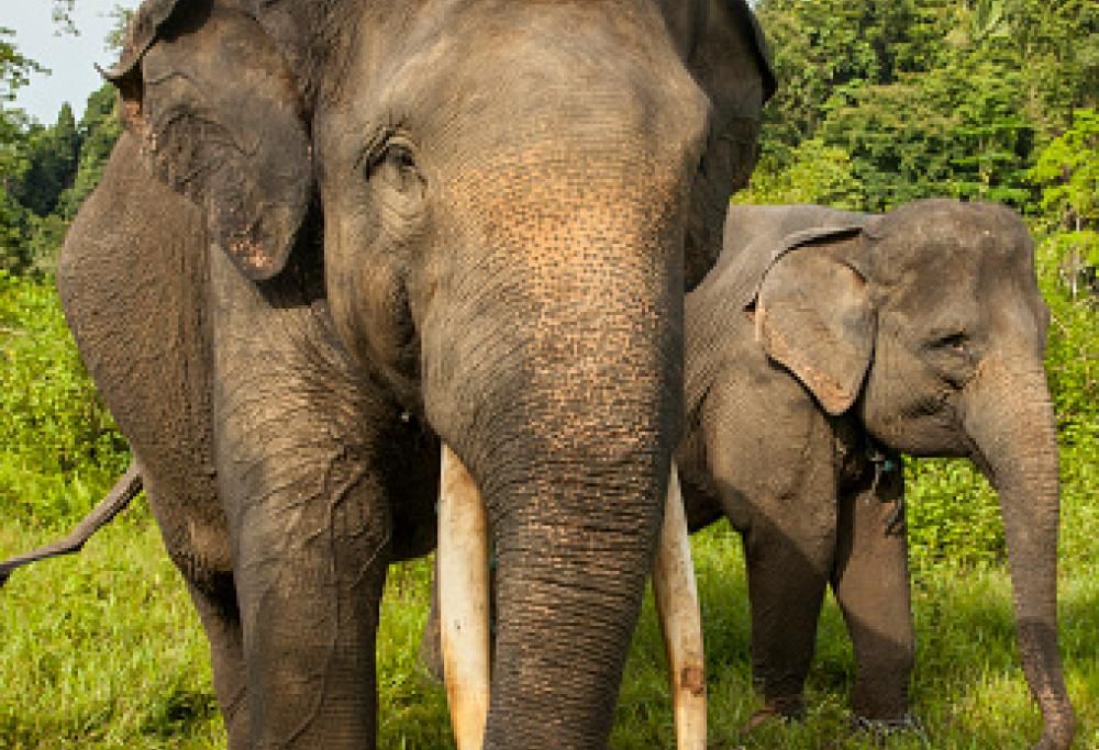 Mondo animale: sapevate che queste 10 specie rischiano l’estinzione?