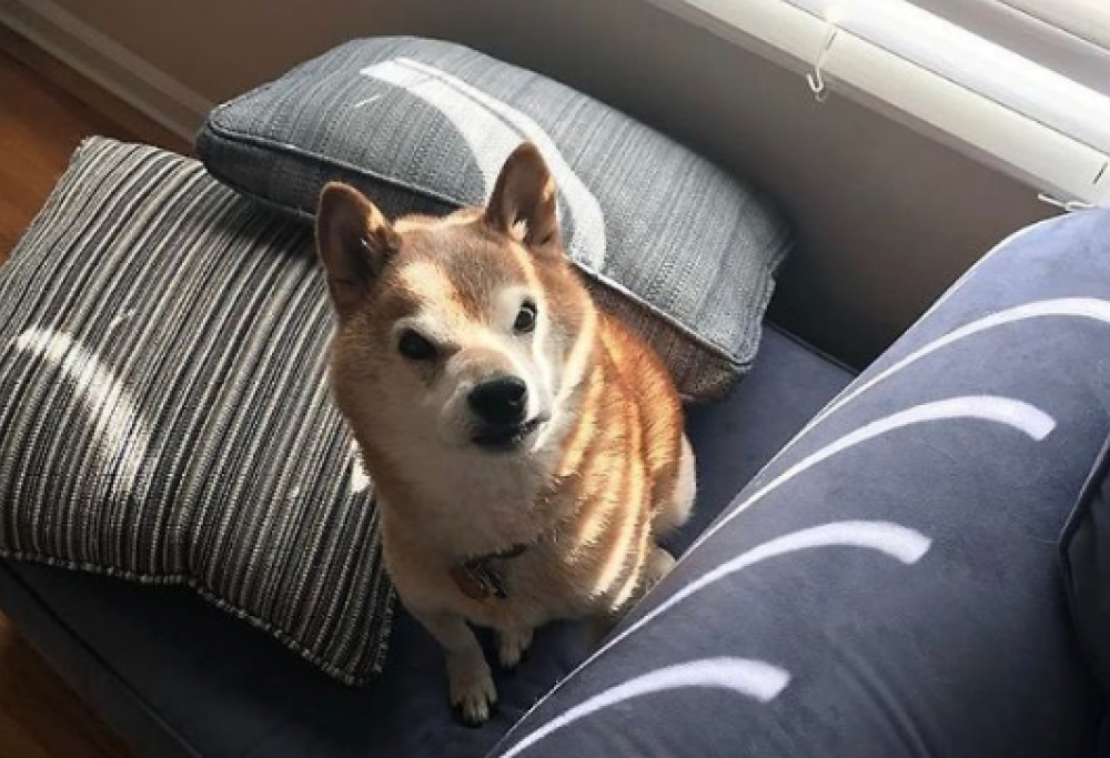 Lui è il “Grumpy Sheeb”, il cane dall’espressione sempre arrabbiata