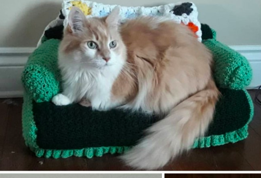 Queste cucce per gatti fatte all’uncinetto sono la nuova moda del lockdown