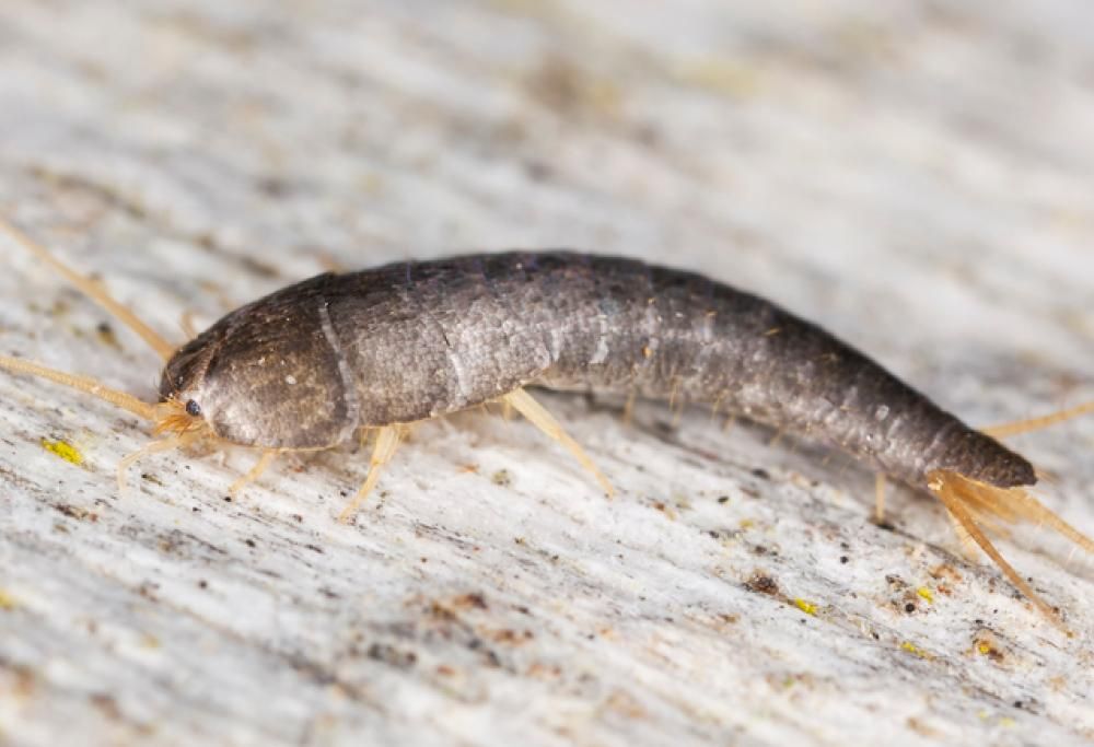 5 rimedi naturali per eliminare i pesciolini argentati dalle nostre case