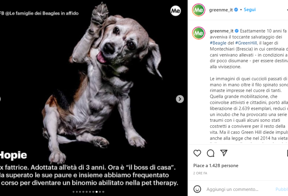 10 anni fa il salvataggio di migliaia di Beagle da Green Hill