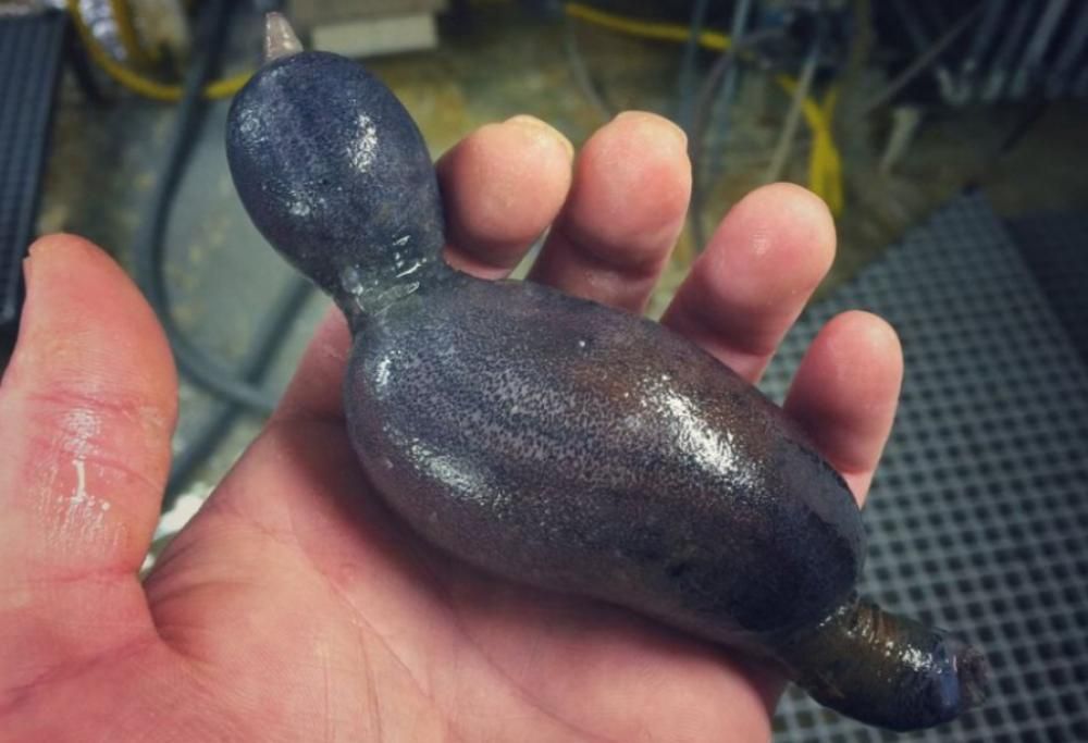 I pesci più brutti diventano social