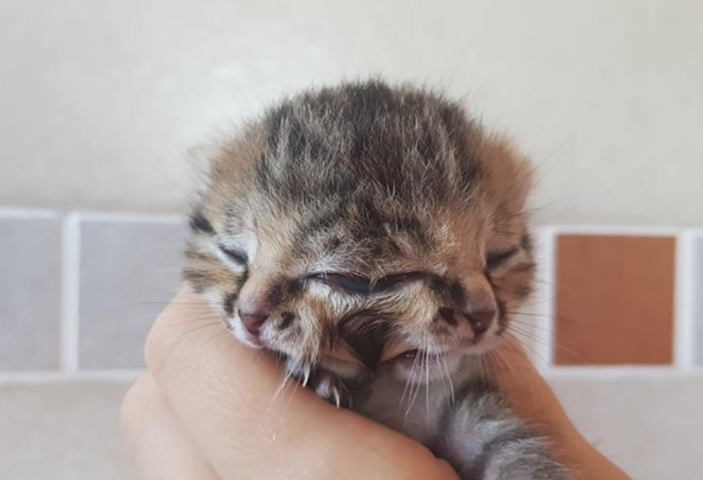 Morta Bettie Bee, la gattina a due facce che lottava per la sopravvivenza