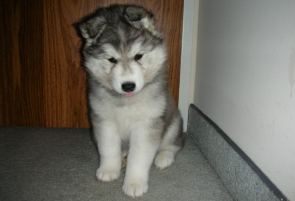 Tally, l’Husky allevata dai gatti che si crede una di loro