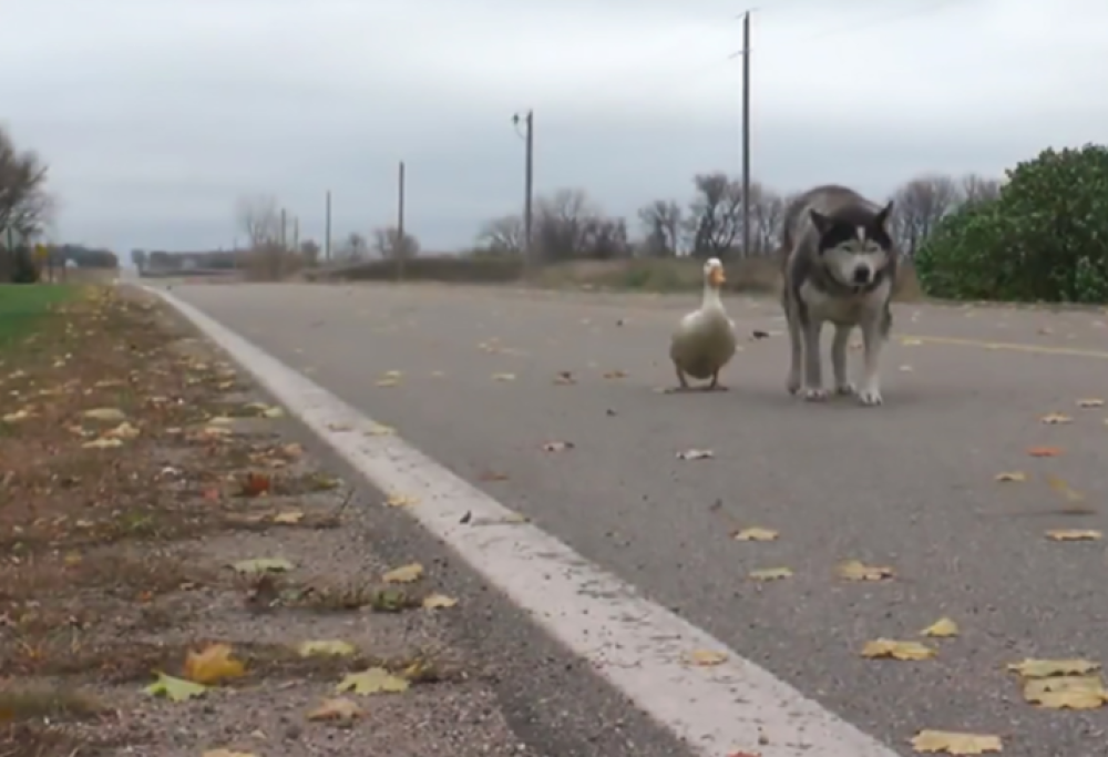La straordinaria amicizia tra questo cane e un’anatra vi farà intenerire