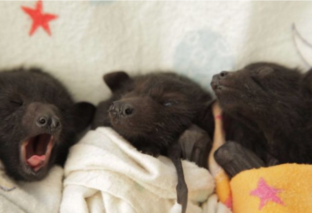 Paura dei pipistrelli? 12 foto che ti faranno cambiare idea (e vorrai averne uno da coccolare)