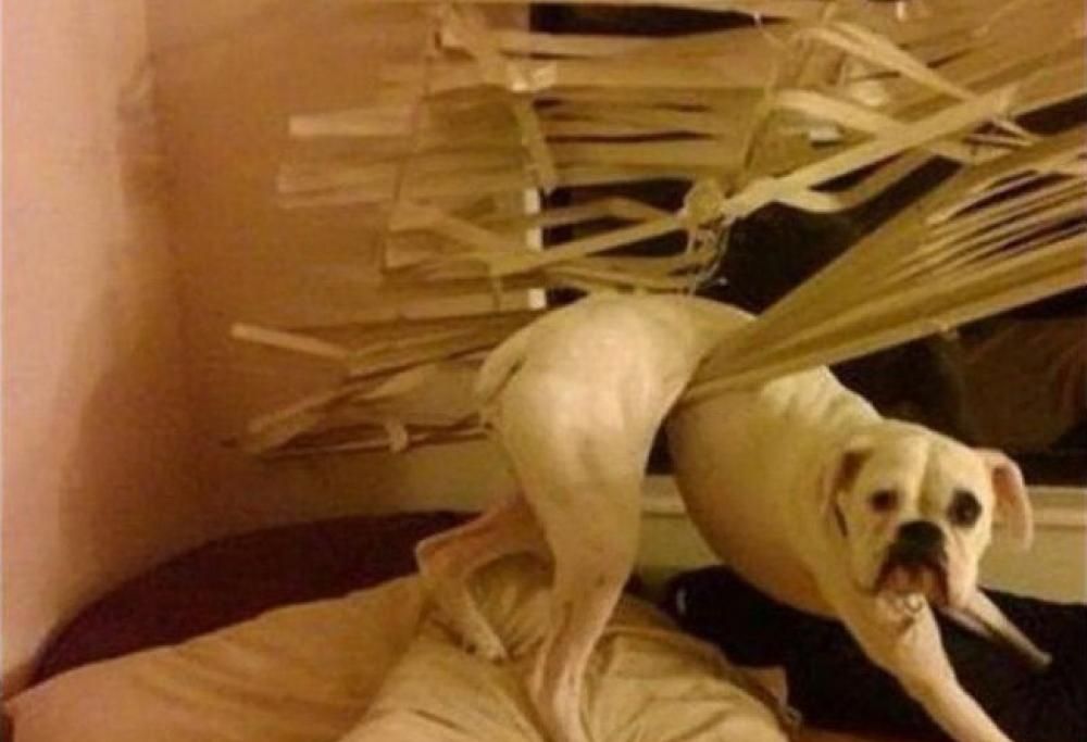 10 foto di animali ‘incastrati’ che ti strapperanno un sorriso