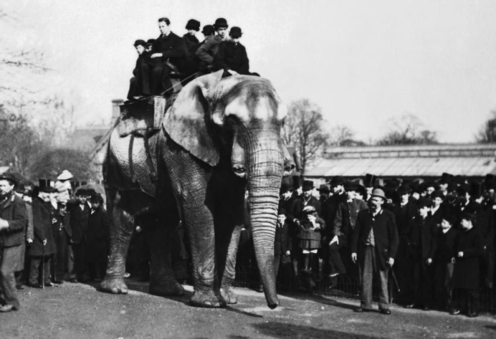Dumbo è esistito davvero: si chiamava Jumbo e la sua storia è tristissima