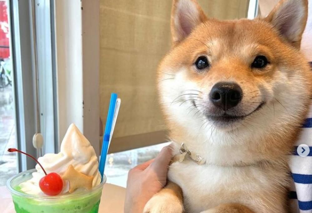Questo irresistibile Shiba Inu “sorride” ogni volta che vede del cibo (e non solo)
