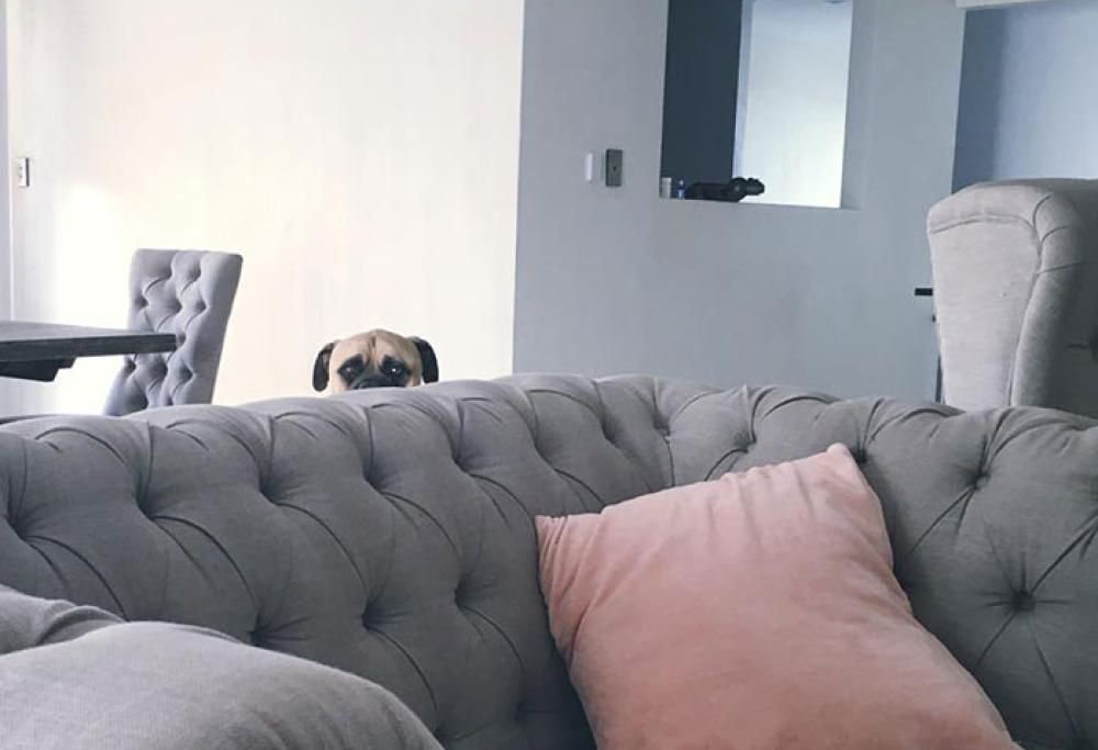 Il divertente cane che stalkera sempre il suo padrone!