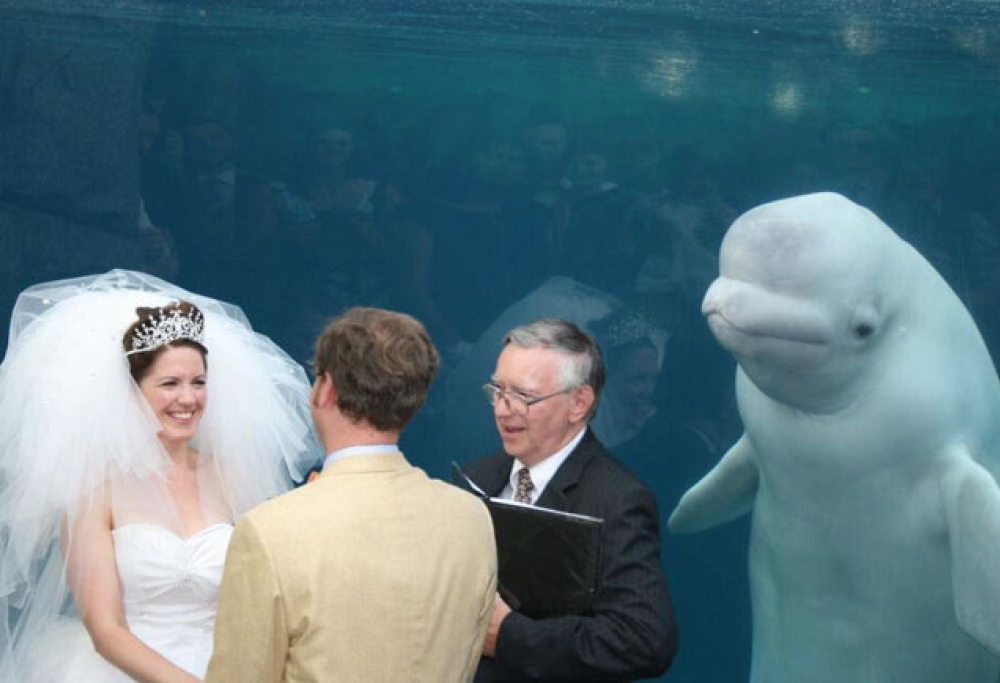 Questa foto di matrimonio (con il beluga che fa photobombing) è diventata un meme divertentissimo