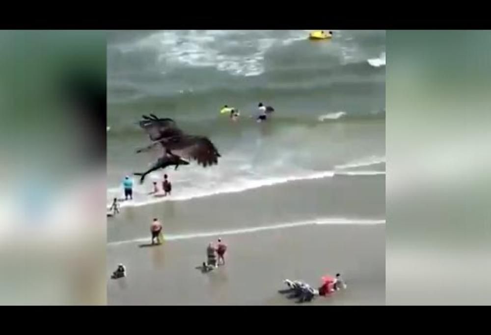 Un falco cattura uno squalo e lo porta in volo con sé [video]
