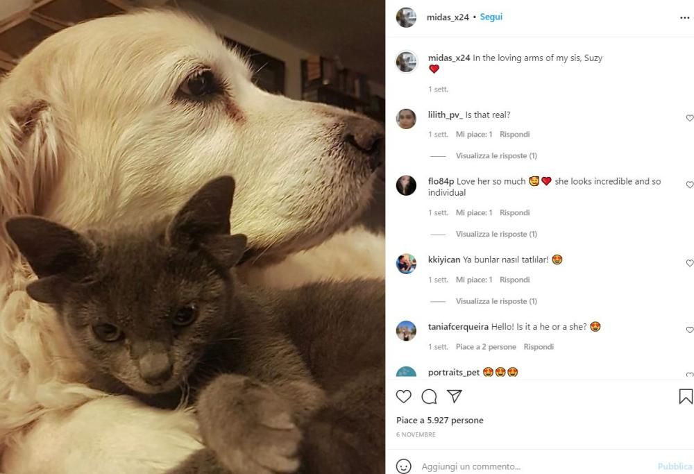 Su Instagram tutti pazzi per la gatta con 4 orecchie