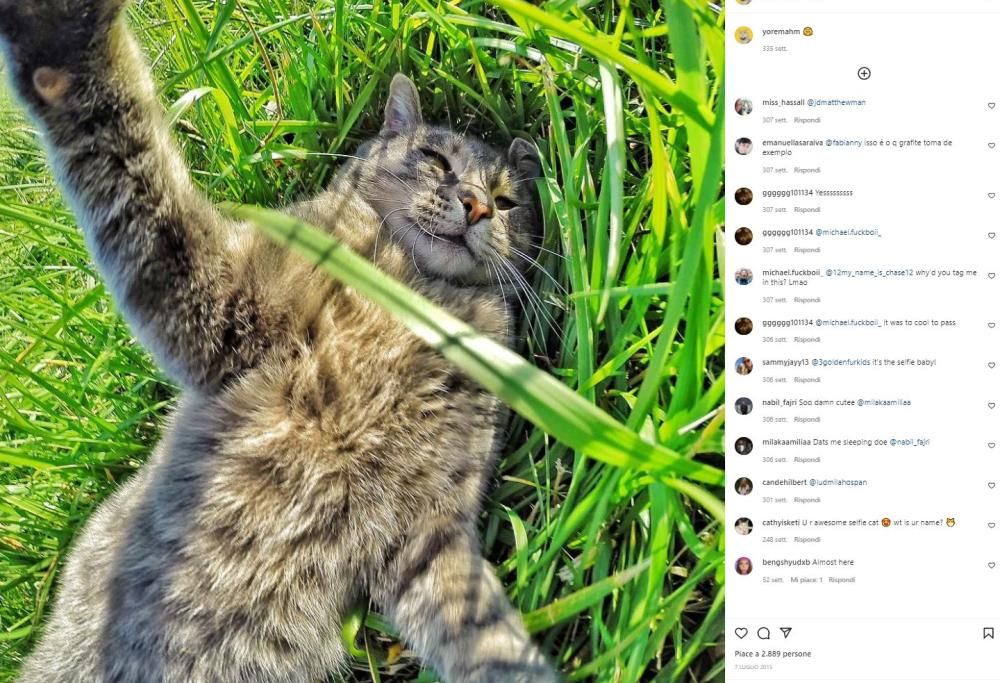 Manny: il gatto mago dei selfie