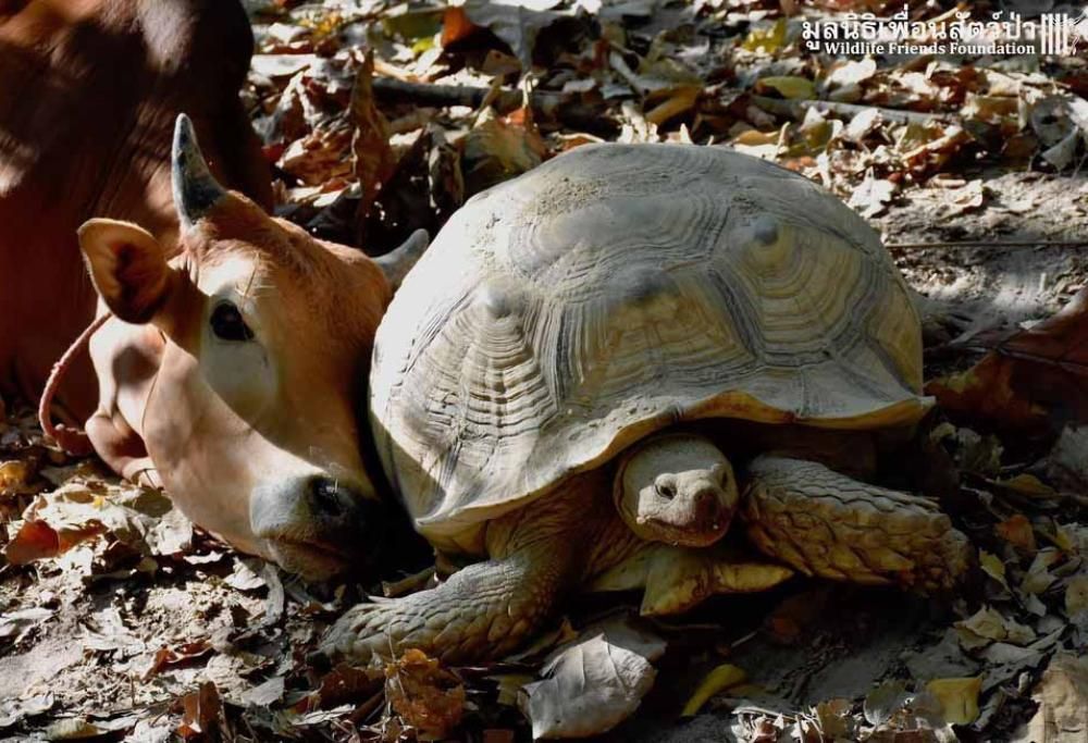 Amicizia fra una mucca e una tartaruga? È possibile, guardare per credere