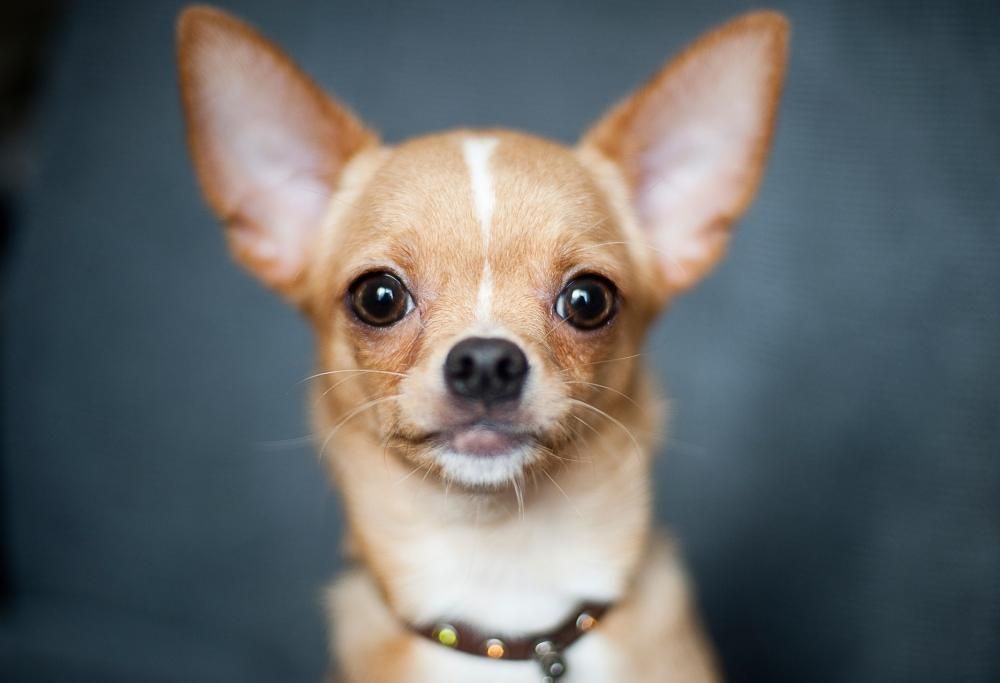 Ogni segno zodiacale ha il suo animale: eccoli tutti