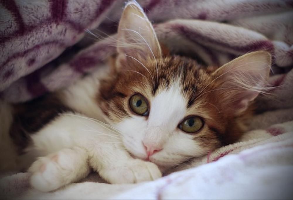 Il gatto soffre il freddo?