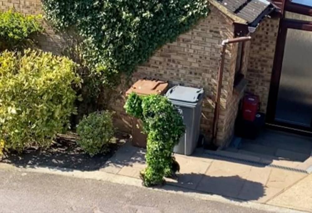 Vicino di casa colto mentre fugge dall’abitazione travestito da cespuglio!