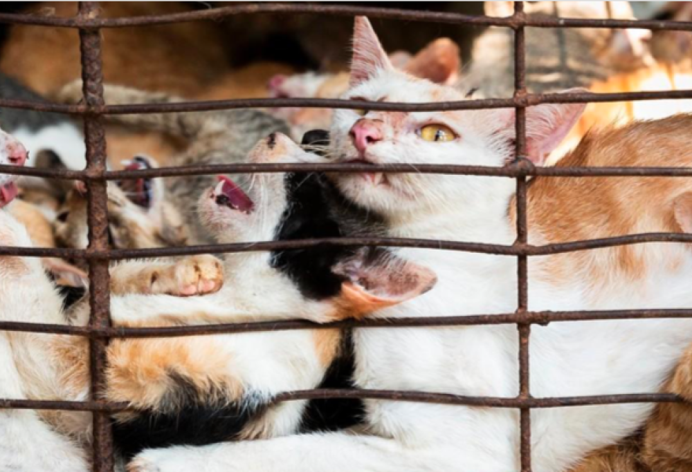 La strage dei gatti: orrore in Vietnam