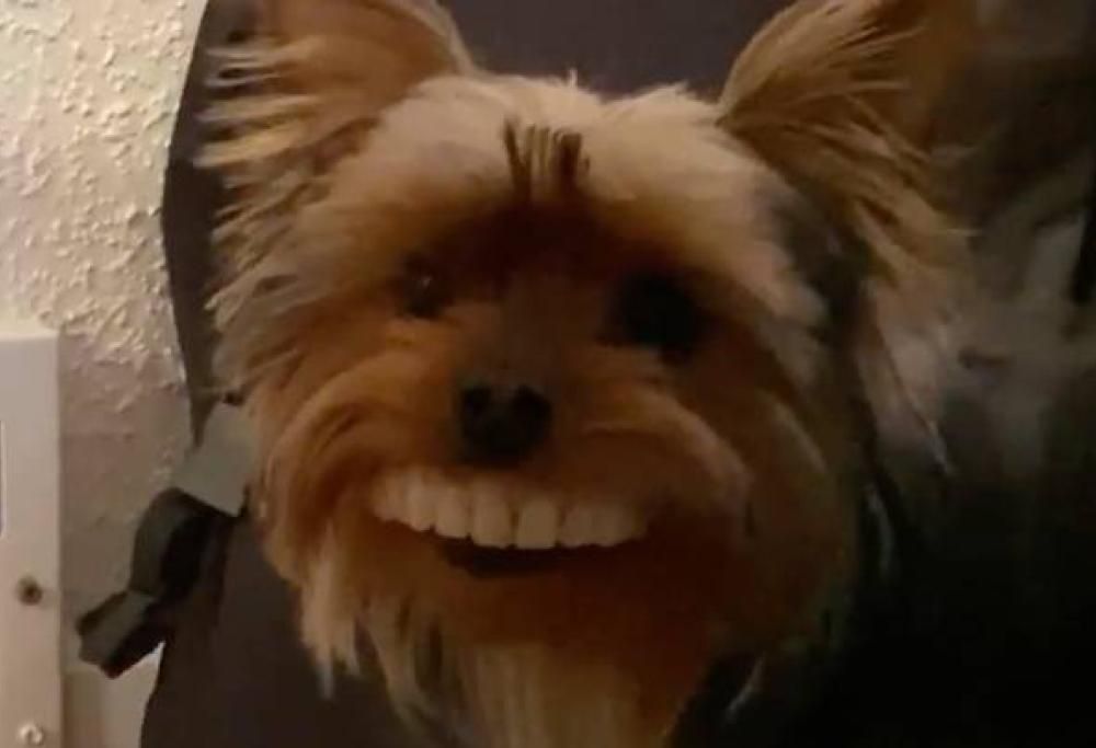Cane ruba la dentiera finta al padrone, le foto esilaranti fanno il giro del web!