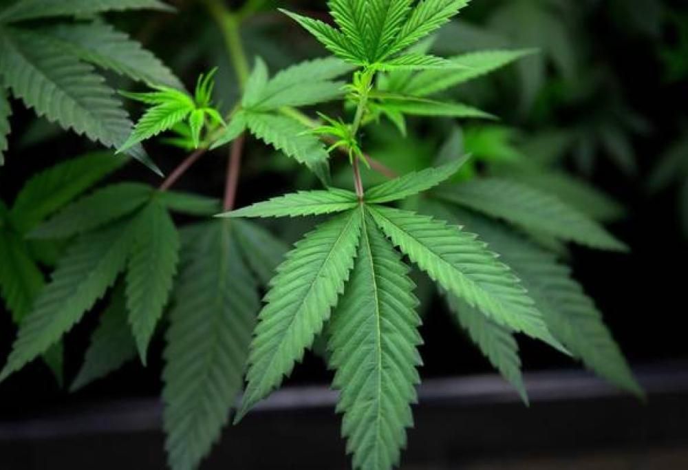 Alunni della scuola media mangiano dolci alla cannabis e finiscono in ospedale