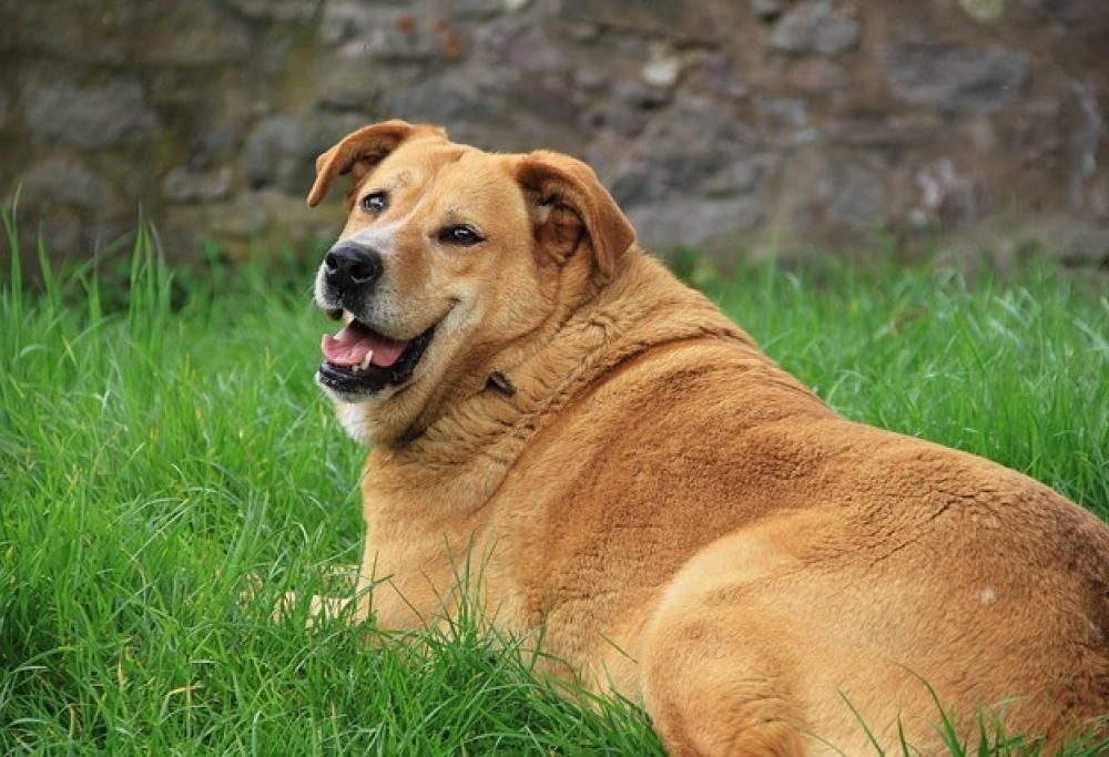 E ora… tutti a dieta!