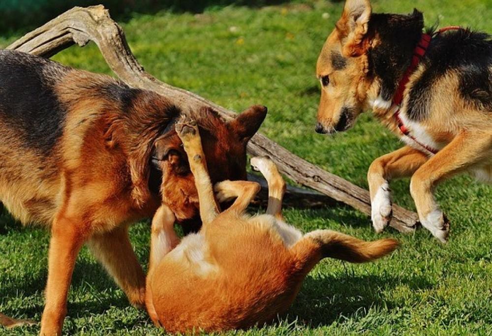 Quando scatta la rissa